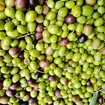 Il Salice Carignano (Tuscany)