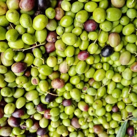 Il Salice Carignano (Tuscany)